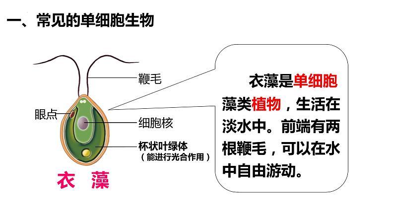 2.2.4 单细胞生物第6页