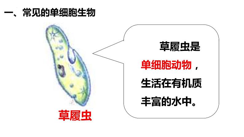 2.2.4 单细胞生物第8页