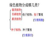 3.1.1 藻类、苔藓和蕨类植物 课件