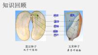 人教版 (新课标)七年级上册第一节 种子的萌发说课课件ppt