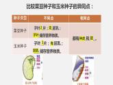 3.2.1种子的萌发 课件