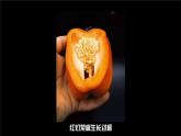 3.2.3开花和结果 课件