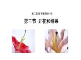 3.2.3开花和结果 课件