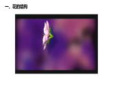 3.2.3开花和结果 课件