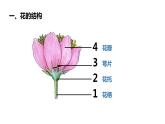 3.2.3开花和结果 课件