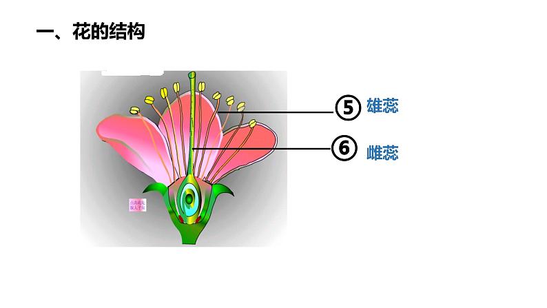 3.2.3开花和结果 课件05