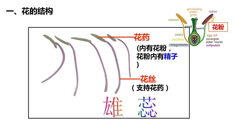 3.2.3开花和结果 课件06