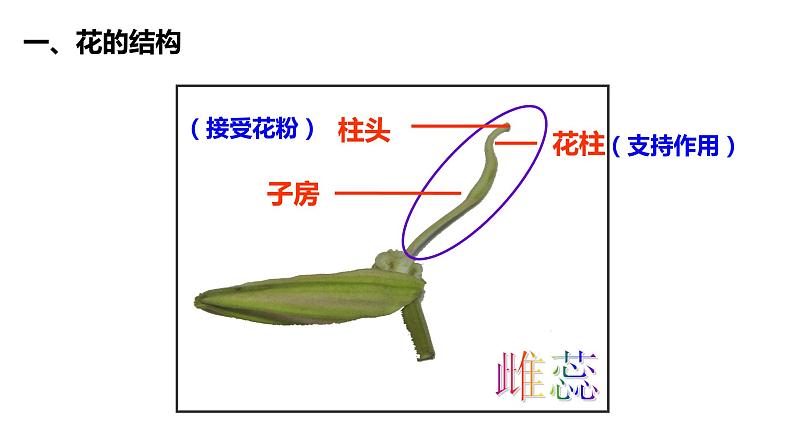 3.2.3开花和结果 课件07