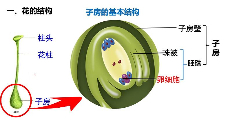 3.2.3开花和结果 课件08