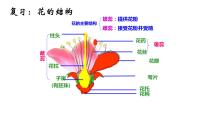 人教版 (新课标)七年级上册第三章 绿色植物与生物圈的水循环备课ppt课件