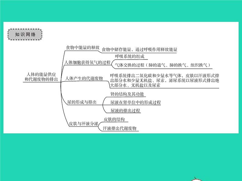 2022七年级生物下册第11章人体代谢废物的排出章末复习与小结习题课件新版北师大版第2页