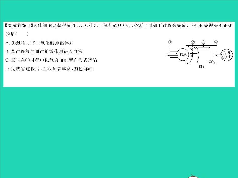 2022七年级生物下册第11章人体代谢废物的排出章末复习与小结习题课件新版北师大版第4页