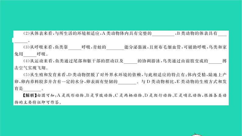 2022—2023学年度新版生物北师大版八年级下册第7单元生命的演化章末复习与小结二习题课件04