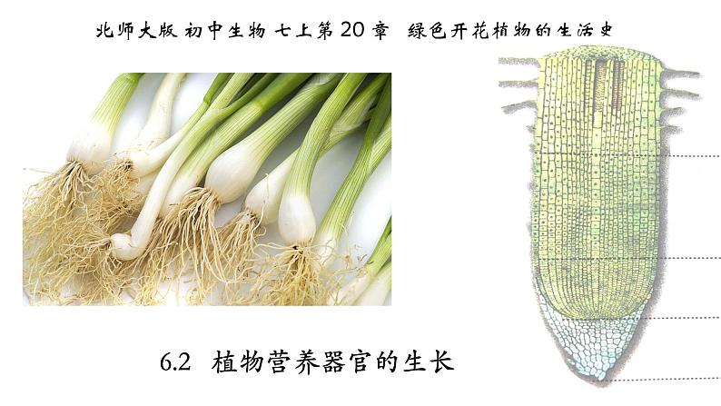 营养器官的生长第1页