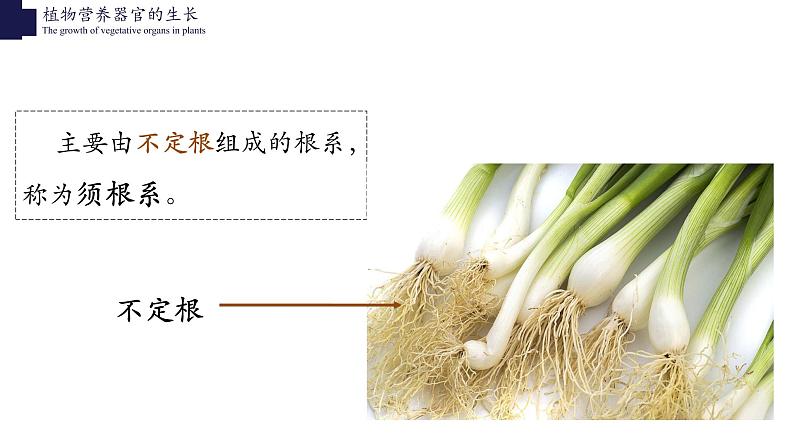 营养器官的生长第8页