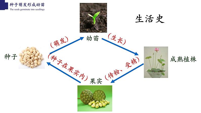 种子萌发形成幼苗 课件04