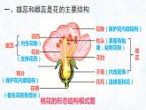 生殖器官的生长 课件