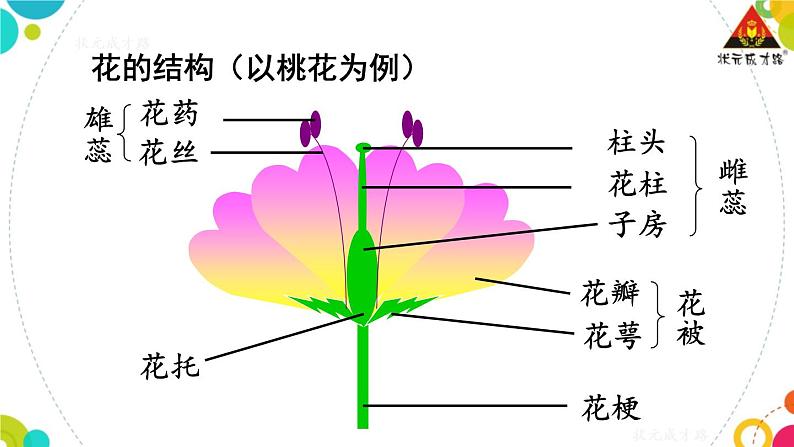 人教八生下 7.1 第一节 植物的生殖 PPT课件+教案+练习07