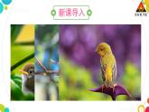 人教八生下 7.1 第四节 鸟的生殖和发育 PPT课件+教案+练习