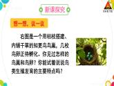 人教八生下 7.1 第四节 鸟的生殖和发育 PPT课件+教案+练习