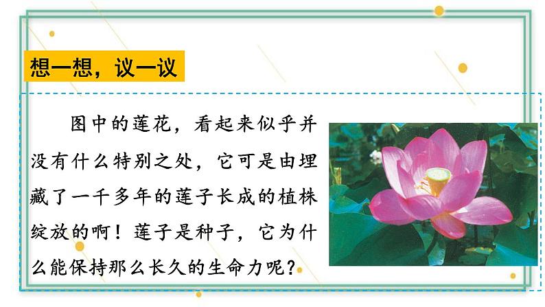 第二节 种子植物 学案练习课件06