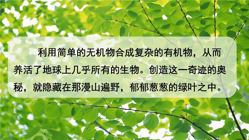 第四章 绿色植物是生物圈中有机物的制造者 试卷学案练习课件04