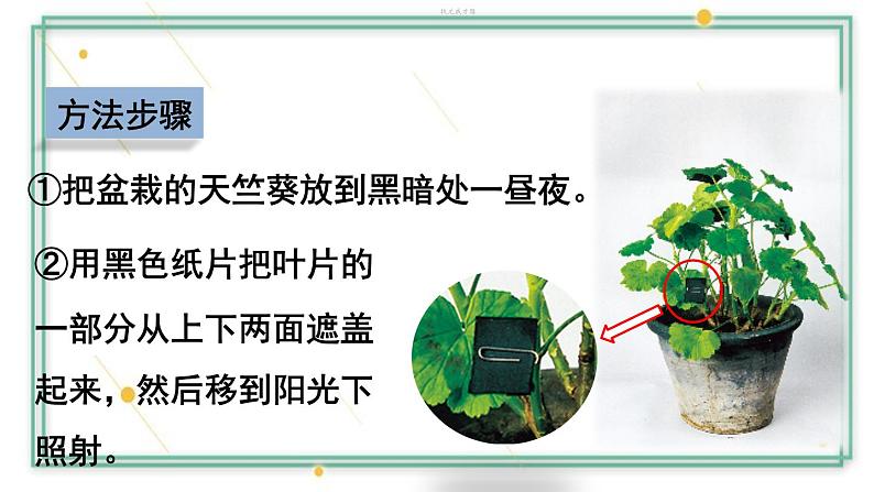 第四章 绿色植物是生物圈中有机物的制造者 试卷学案练习课件07