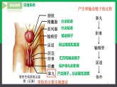 【人教版】七下生物  4.1.2人的生殖  课件+同步练习+素材