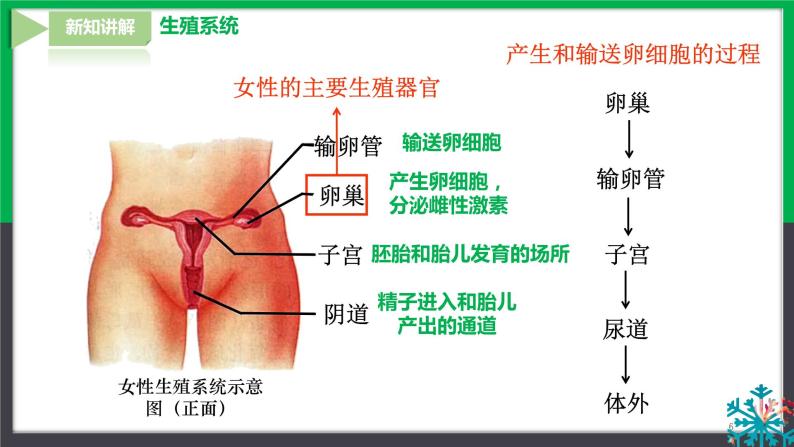 【人教版】七下生物  4.1.2人的生殖  课件+同步练习+素材06