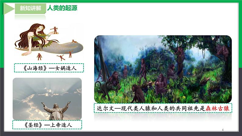 【人教版】七下生物  4.1.1人的起源和发展  课件+同步练习+素材04