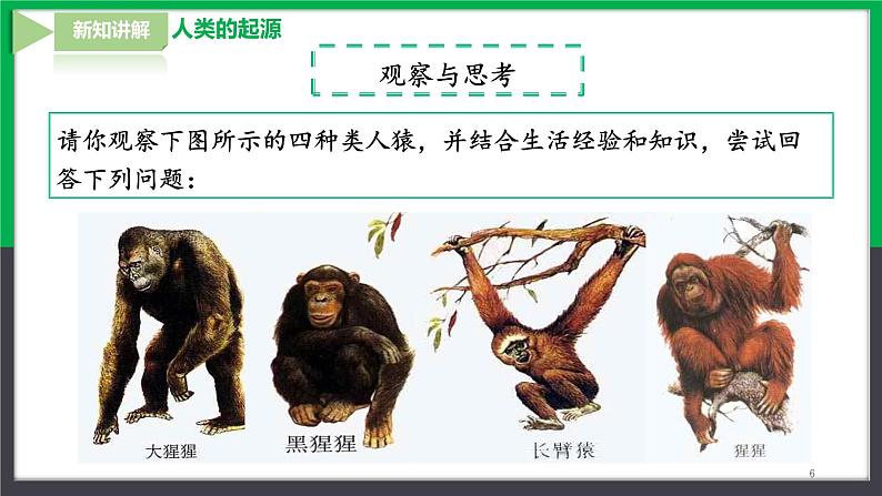 【人教版】七下生物  4.1.1人的起源和发展  课件+同步练习+素材06