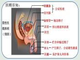4.1.2 人的生殖（第2课时)-初中生物七年级下册 课件+练习（人教版新课标）