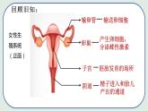 4.1.2 人的生殖（第2课时)-初中生物七年级下册 课件+练习（人教版新课标）