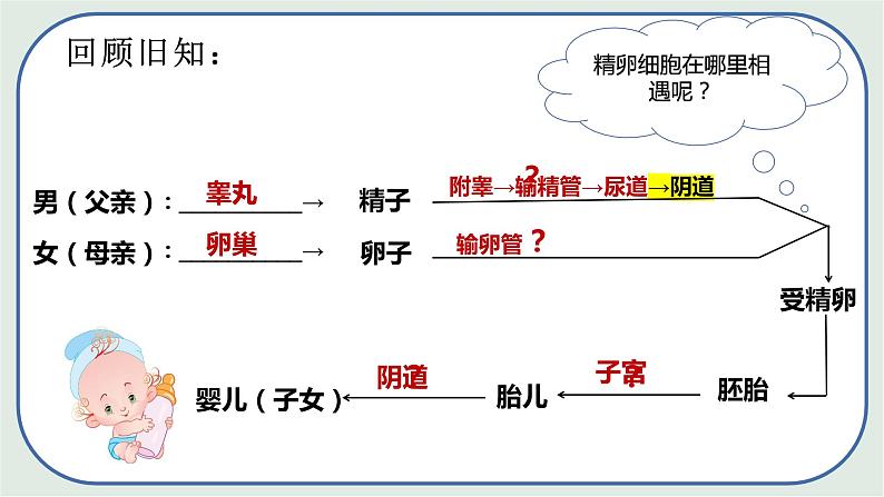 4.1.2 人的生殖（第2课时)-初中生物七年级下册 课件+练习（人教版新课标）06