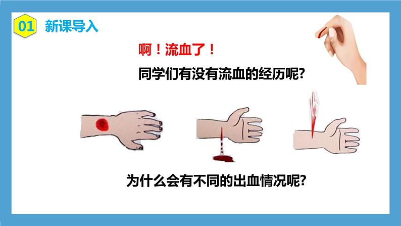 4.4.2《血流的管道—血管》课件+教案+习题03