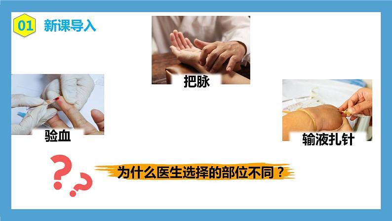 4.4.2《血流的管道—血管》课件+教案+习题04
