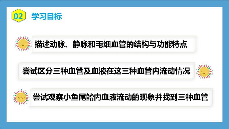 4.4.2《血流的管道—血管》课件+教案+习题05