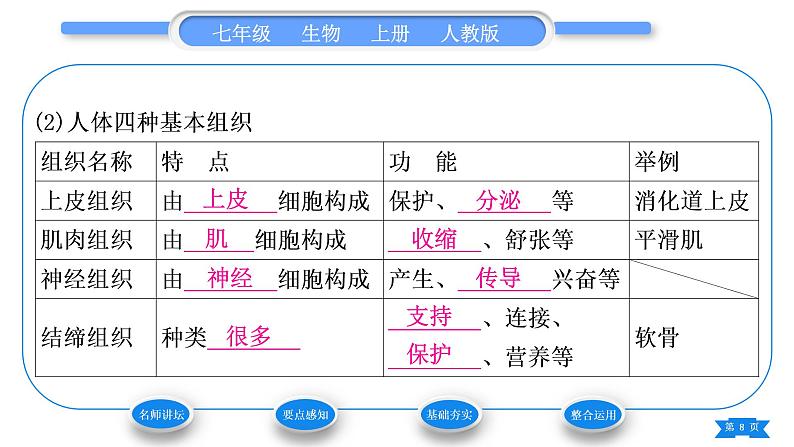 人教版七年级生物上第二单元生物体的结构层次第二章细胞怎样构成生物体第二节动物体的结构层次习题课件08