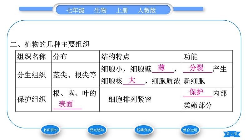 人教版七年级生物上第二单元生物体的结构层次第二章细胞怎样构成生物体第三节植物体的结构层次习题课件07