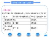 人教版七年级生物上第二单元生物体的结构层次第一章细胞是生命活动的基本单位第三节动物细胞习题课件