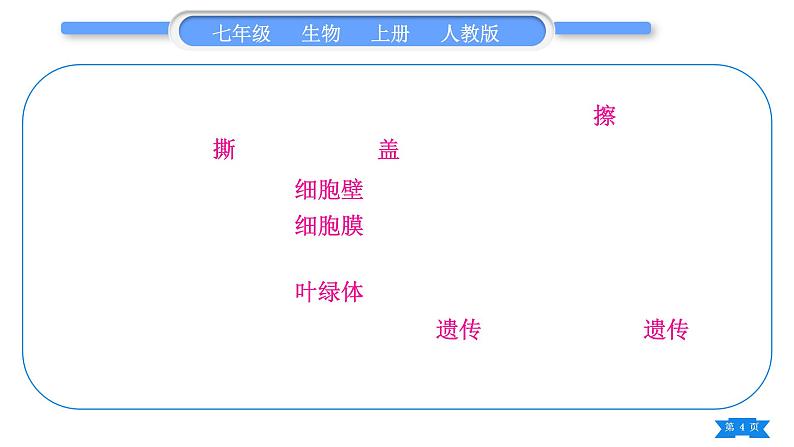 人教版七年级生物上第二单元生物体的结构层次复习与提升习题课件04