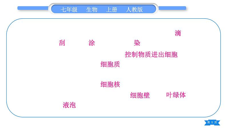 人教版七年级生物上第二单元生物体的结构层次复习与提升习题课件05