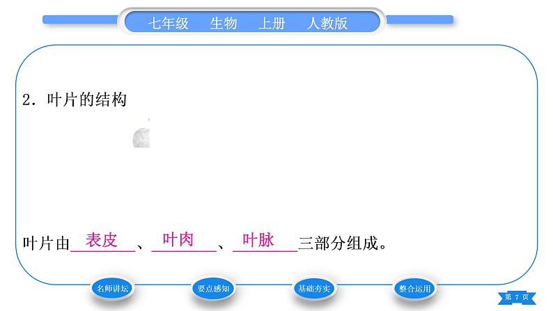 人教版七年级生物上第三单元生物圈中的绿色植物第三章绿色植物与生物圈的水循环习题课件07