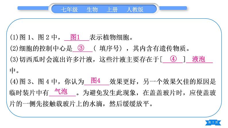 人教版七年级生物上期末复习专项读图综合题习题课件第7页
