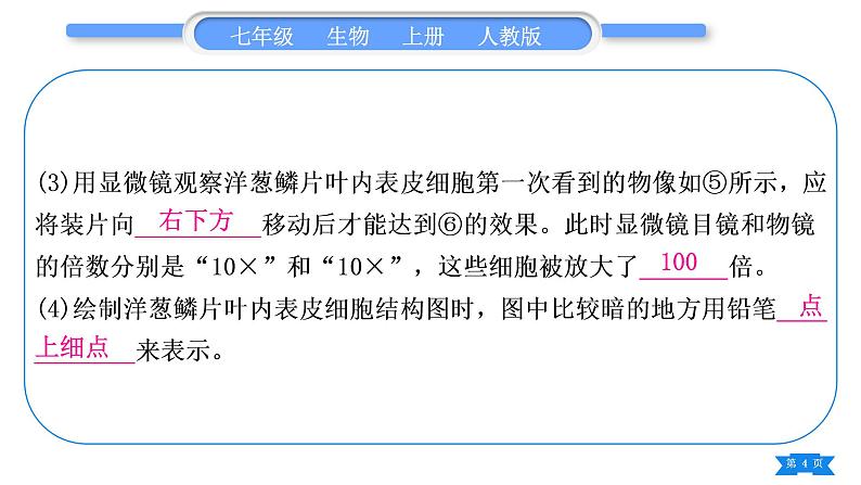 人教版七年级生物上期末复习专项实验探究题习题课件第4页