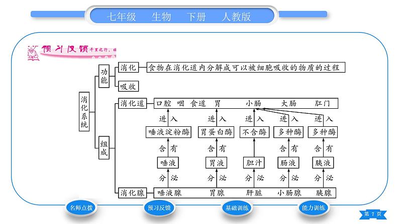 人教版七年级生物下第四单元第2章人体的营养第2节消化和吸收第1课时人体的消化系统习题课件07