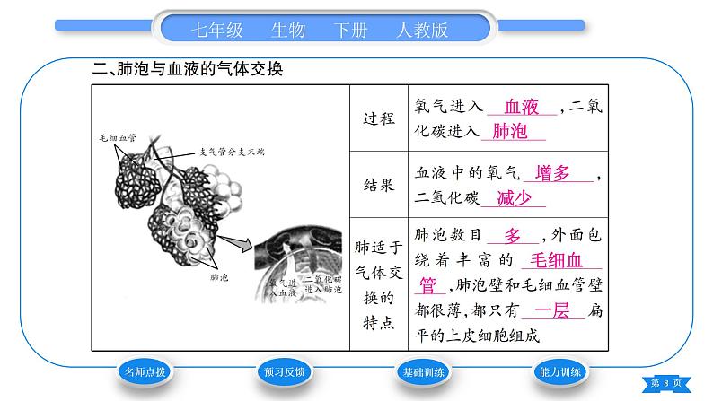 人教版七年级生物下第四单元第3章人体的呼吸第2节发生在肺内的气体交换习题课件第8页