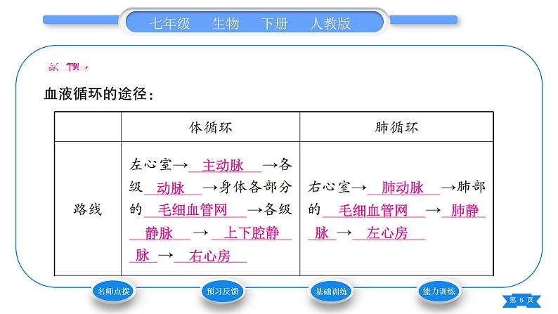 人教版七年级生物下第四单元第4章人体内物质的运输第3节输送血液的泵——心脏第2课时血液循环的途径习题课件第6页