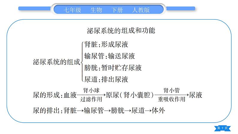 人教版七年级生物下第四单元第5章人体内废物的排出第四、五章归纳与提升习题课件第7页