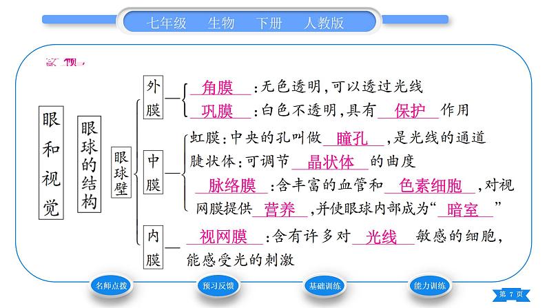 人教版七年级生物下第四单元第6章人体生命活动的调节第1节人体对外界环境的感知第1课时眼和视觉近视及其预防习题课件07